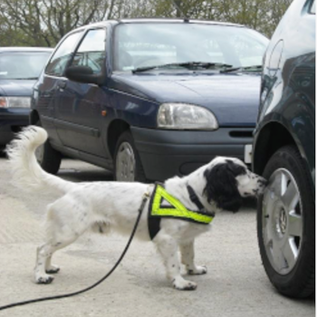 Working dog sniffing wheel of a vehicle