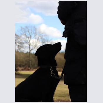 Silhouette of dog looking up to trainer